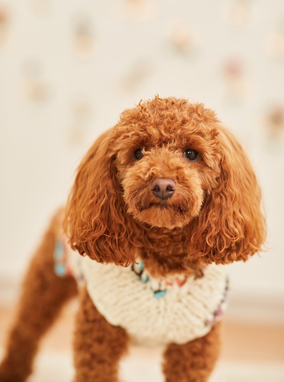 Flower Power Pet Sweater Kit