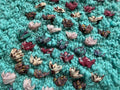 Lotus Sweater ~ Aquamarine / Dawn Sky Sample 21